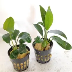 はげ様 リクエスト 3点 まとめ商品