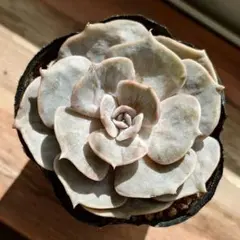 ❤️専用出品❤️リラシナ錦❤️ 葉挿しっ子抜き苗③ ❤️専用出品❤️リラシナ錦❤️ 葉挿しっ子抜き苗③ 2025年