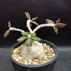 2026年最新】アンボボンベンシスの人気アイテム - メルカリ