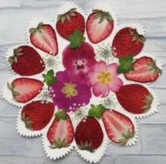 【ゆひあ様専用】押しフルーツ　押し花　いちごセット③
