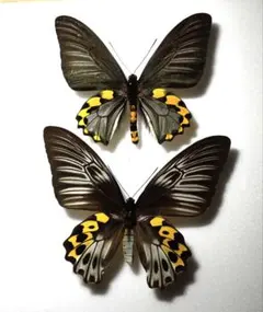 2025年最新】キシタアゲハの人気アイテム - メルカリ