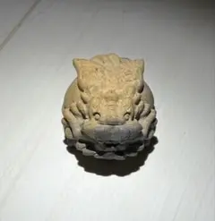 ロングイ　羽ピクチャージャスパー