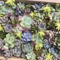 no.185 ぎゅうぎゅう多肉　カット苗セット　宅急便コンパクトで発送！ no.185 ぎゅうぎゅう多肉 カット苗セット 宅急便コンパクトで