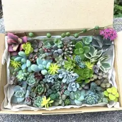 多肉植物　カット苗　詰め合わせ（ネコポス）②