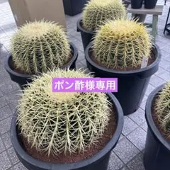 1特大　金鯱サボテン　キンシャチ　ロックガーデン　尺サイズ　12号