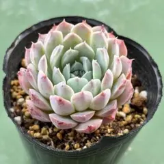 花月夜×チワワエンシス 実生苗 多肉植物 エケベリア s*0様 花月夜×チワワエンシス 実生苗 多肉植物 エケベリア - メルカリ