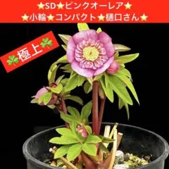 148⭐️プチドール⭐️鮮やかピンク⭐️リバーシブル⭐️超小輪⭐️超