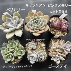 2026年最新】リラシナ 多肉の人気アイテム - メルカリ