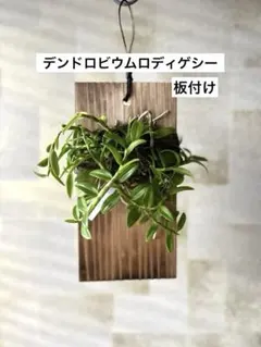原種 洋ラン 着生植物 デンドロビウム ロディゲシ ロディゲシー 板付け