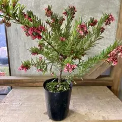 2026年最新】グレビレアの人気アイテム - メルカリ