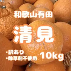 清見 オレンジ 10kg 訳あり 送料込 和歌山 国産オレンジ 減農薬のサムネイル