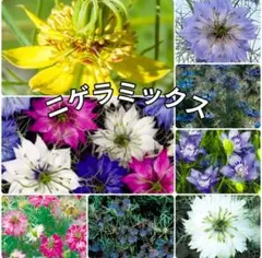 2026年最新】花 種 珍しいの人気アイテム - メルカリ