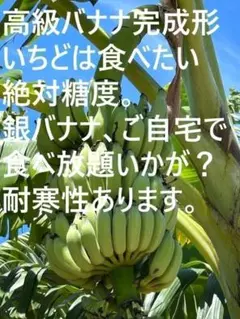 開花用180cm◇富裕層向け蜜味種。マリオンナムワ＝バナナ苗◇永久資産