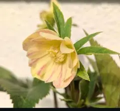 2025年最新】大木ナーサリーの人気アイテム - メルカリ