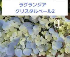 【ラグランジア　クリスタルヴェール2】　紫陽花　苗　①のサムネイル