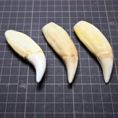 2026年最新】ヒグマ 牙の人気アイテム - メルカリ