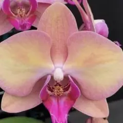 2026年最新】胡蝶蘭ミディの人気アイテム - メルカリ