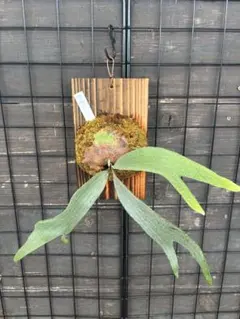 P.wilinckii cv.White boy ビカクシダ 晴花 - メルカリ