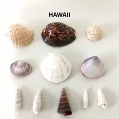 ハワイ 貝殻 置物 オブジェ タカラガイ 宝貝 ハチジョウタカラガイのサムネイル