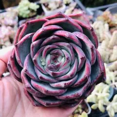 2025年最新】カシオ赤錦の人気アイテム - メルカリ