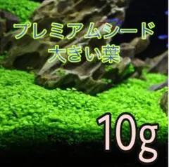 2026年最新】水草の人気アイテム - メルカリ