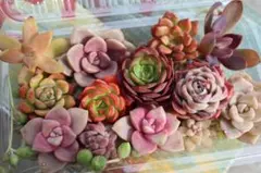 多肉弁当★エケベリア他カット苗セット（45）