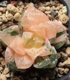 S*a様 多肉植物 ハオルチア 霓虹燈オブツーサ錦 糊斑 超美品 - メルカリ