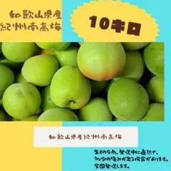 13 中熟南高梅 2•3Lサイズ 10kg - メルカリ