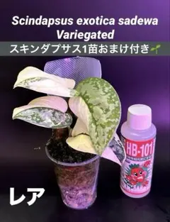 スキンダプサス　モスポール　セット　T 1 スキンダプサス モスポール セット T 1 - メルカリ