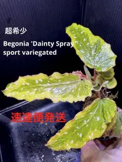 今年初出品！超希少 Begonia cf.jackiana 原種ベゴニア - メルカリ