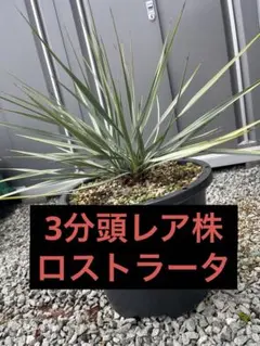 ちぱさん専用 ユッカ ロストラータ トリプルヘッド 3頭 ロスト 福岡