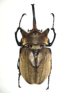 大特価‼️ メガソマ　ゾウカブト標本箱　ドイツ箱 2026年最新】ゾウカブト標本の人気アイテム - メルカリ
