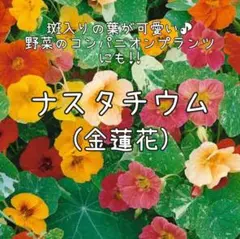 超貴重種 ゲラニウム ジェスターズジャケット 宿根草 種子12粒 花 種