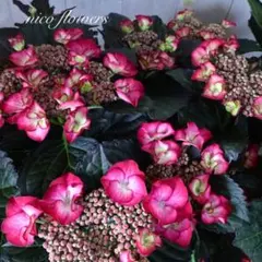 黒葉♡紫陽花♡ブラックダイヤモンド♡アフターミッドナイト♡のサムネイル