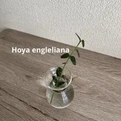 Hoya engleliana ホヤ　エングレリアナ 　希少　レアのサムネイル