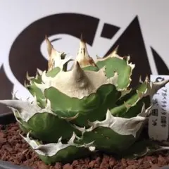 2025年最新】上澳園芸の人気アイテム - メルカリ