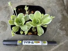 週末限定 多肉植物 蛙の音 葉挿し ミックスベリアおらいさん苗 - メルカリ