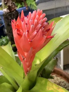 2026年最新】タンクブロメリアの人気アイテム - メルカリ