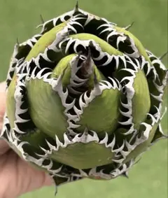 Omyu様 リクエスト 2点 まとめ商品