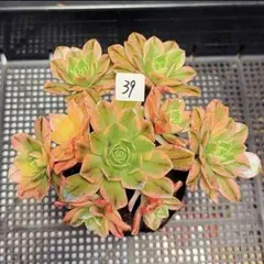 50 #観葉植物 アエオニウム錦❤️ブロンズメダル錦❤️甜茶❤️8大頭