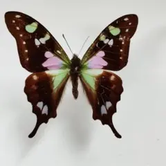 蝶の標本　タイマイspecial(AA特) 蝶の標本 タイマイspecial(AA特) 蝶の標本 タイマイspecial(AA特
