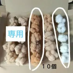 綿花 コットンフラワー