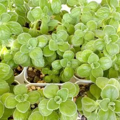 多肉植物アロマティカス　カット苗12本