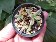 2026年最新】子持ち蓮華錦 鏡花の人気アイテム - メルカリ