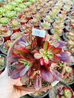 2026年最新】アエオニウム シャネルの人気アイテム - メルカリ