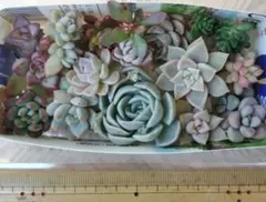 ③多肉植物ミニ苗詰め合わせセット