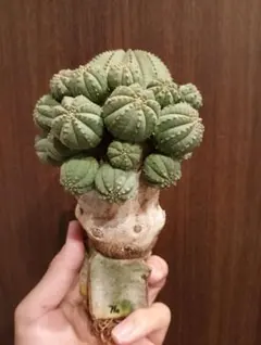 2025年最新】オベサ 木質化の人気アイテム - メルカリ