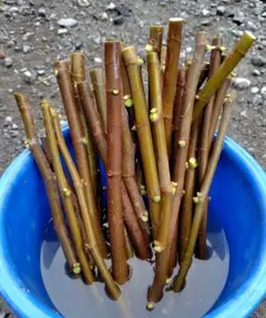 ②専用出品 イチジク穂木 専用】穂木 イチジク