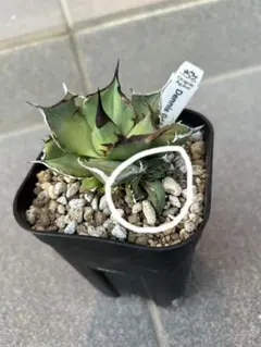 2026年最新】アガベ 子株つきの人気アイテム - メルカリ