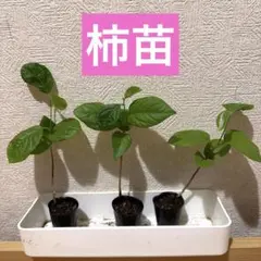 甘い柿　4cmポット入り1株　品種不明のサムネイル